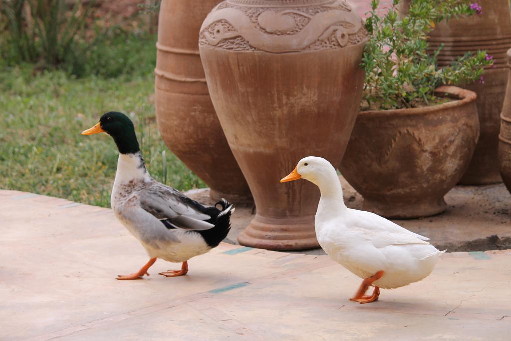 Ecolodge Bab El Oued Maroc Oasis Agdz Luaran gambar