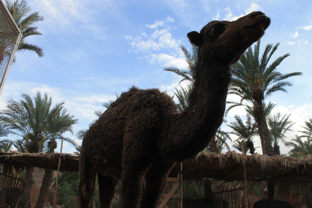 Ecolodge Bab El Oued Maroc Oasis Agdz Luaran gambar